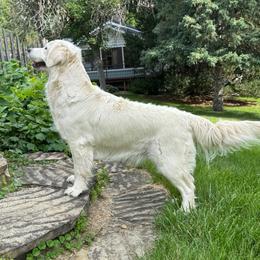 Charlee - Golden Retriever