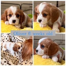 Oliver - Blenheim male Cavalier King Charles Spaniel puppy in Atwater, California from Countryside Royalty Cavaliers