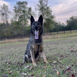 Zara - German Shepherd