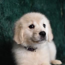 Sugarplum (Purple Collar Girl) - Light golden female Golden Retriever puppy in Peoria, Arizona from Dani’s Dawgs