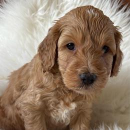 M30 - Apricot male Goldendoodle puppy in West Point, Iowa from Jim Anderson