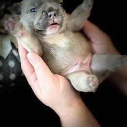 French Bulldog Puppies from Floridian Frenchies of Georgia