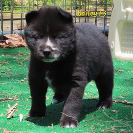 Bailey Female 3 - Black female Siberian Husky puppy in Hiawassee, Georgia from Chastains Huskies