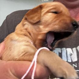 Miss Pink - Dark golden female Golden Retriever puppy in Stratton, Colorado from Anam Cara Retrievers