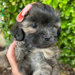 Posy - Brindle female Shihpoo puppy in Seymour, Tennessee from Mel’s Teddy Bear Puppies