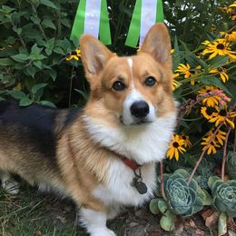 Pembroke Welsh Corgi All Grown Up from Potter Farm Corgis