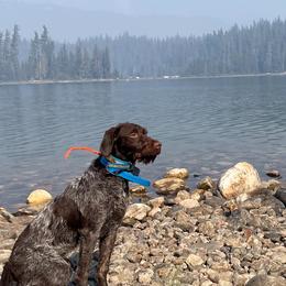 Pepper - Wirehaired Pointing Griffon