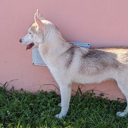 Light Green - Siberian Husky