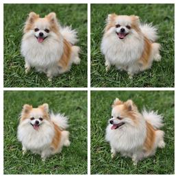 Tussi - Pomeranian