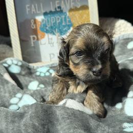 Brownie - Black and silver brindle female Havanese puppy in Kenly, North Carolina from Harbor Of Hope Havanese