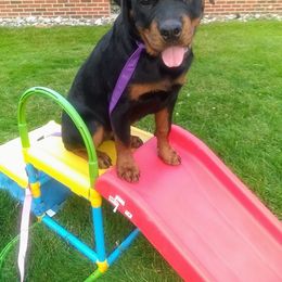 Rottweiler Puppies from Rose Red Rottweilers