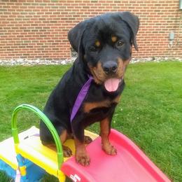 Rottweiler Puppies from Rose Red Rottweilers