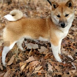 Shiba Inu from Precious-Puppies