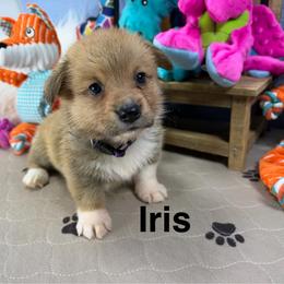 Iris - Sable female Pembroke Welsh Corgi puppy in Apison, Tennessee from Ashmore Corgis