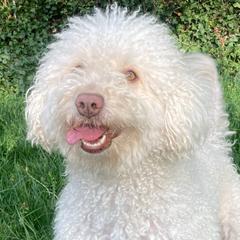 Stella - Spanish Water Dog