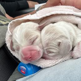 Jax - Tan and white male Beagle puppy in Rogersville, Missouri from Hales Little Beagle Haven