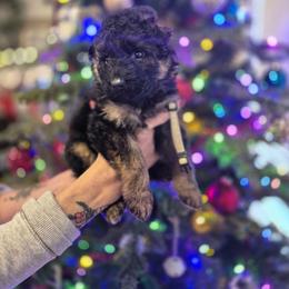 White collar male - Black and red male German Shepherd puppy in Eugene, Oregon from Vom Osuna K9s