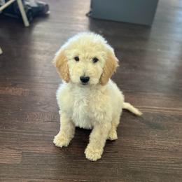 Leo - Cream male Goldendoodle puppy in Warren, Michigan from Annette Patterson