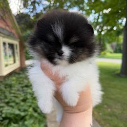 Tri parti boy - Tri-colored male Pomeranian puppy in Youngstown, Ohio from Peachy Pomeranians