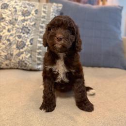 Surf - Chocolate male Cavapoo puppy in Colcord, Oklahoma from Copper Lane Aussies, Doodles & Cavapoos