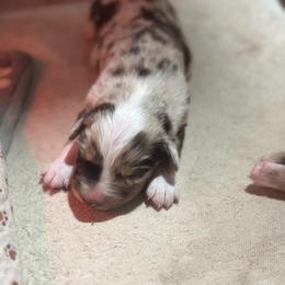 Daphne - Red merle female Australian Shepherd puppy in Asheboro, North Carolina from Stellar Aussies