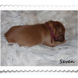 Seven - Dark golden female Golden Retriever puppy in Anson, Texas from Diamond Bar N Ranch