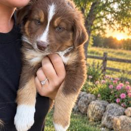 Chilly - Red tri female Miniature Australian Shepherd puppy in Lakeport, California from Akins Aussies/Wild Rose Ranch
