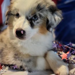 Miniature Australian Shepherd and Toy Australian Shepherd Puppies from Stoney Brook Aussies