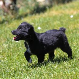 Heart - Black & white female Australian Shepherd puppy in Utah from 10-BAR-Y RANCH