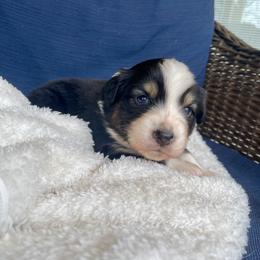 Gidget - Black tri-color female Australian Shepherd puppy in Landenberg, Pennsylvania from Aussie4Life