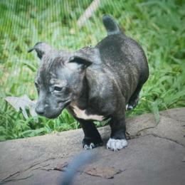 Odyssey - Sable and white female Teddy Roosevelt Terrier puppy in Cumming, Georgia from Barnett’s Rambling Terriers