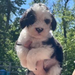 Dublin - Black and white female Sheepadoodle puppy in Rocky Point, North Carolina from CelticDoods