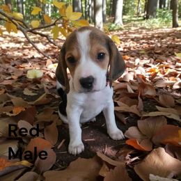 Rolo - White black and tan male Beagle puppy in Springville, Pennsylvania from Tracker Sky Beagles