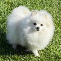 Daisy - Pomeranian