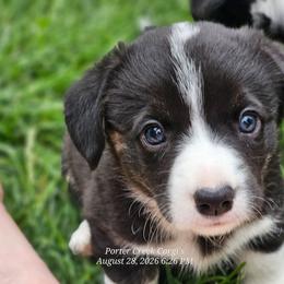 Oynx - Brindle and white female American Corgi puppy in Boise, Idaho from Porter Creek Corgis
