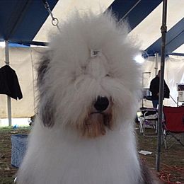 Traynor - Old English Sheepdog
