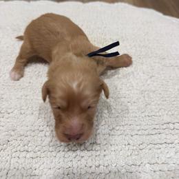Navy Boy - Apricot male Aussiedoodle puppy in Nacogdoches, Texas from Glo’s Aussiedoodles