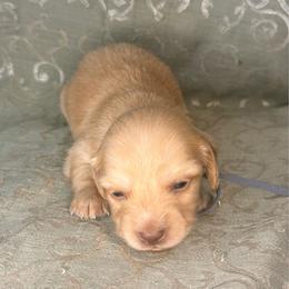 Grey collar - Cream male Dachshund puppy in Lexington, Oklahoma from BooneDox Miniature Dachshunds