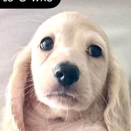 Dachshund Puppies from Northwest Dachshunds
