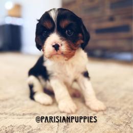 Hermes - Tri-color male Cavalier King Charles Spaniel puppy in Spring Hill, Florida from Parisian Puppies
