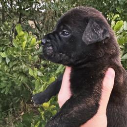 Leonardo - Red brindle male Bullmastiff puppy in San Antonio, Texas from Blushing Dawn Bullmastiffs