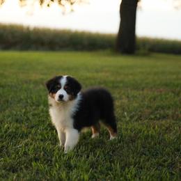 Stormi - Black tri-color female Australian Shepherd puppy in Bagley, Iowa from Diamond M Aussies