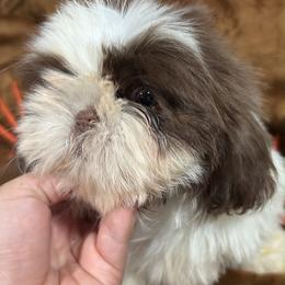 Melly - Liver and white female Shih Tzu puppy in Azusa, California from RJ Shih Tzu lover