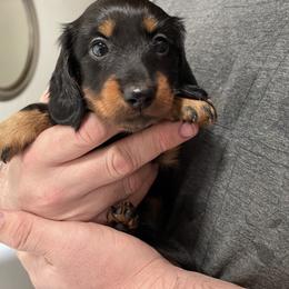 Dachshund Puppies from Hursh’s Hounds