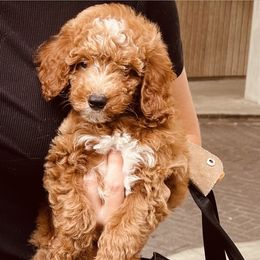 Goldendoodle Puppies from Labradoodleday