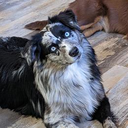 Bane - Miniature Australian Shepherd