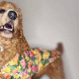 Boy 2 - Red  Poodle puppy in Wildwood, Florida from Carolyn's Service Poodles