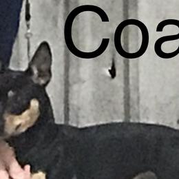 Coal - Teddy Roosevelt Terrier