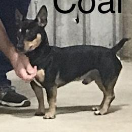 Coal - Teddy Roosevelt Terrier