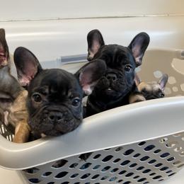 French Bulldog Puppies from Stratton Kennel